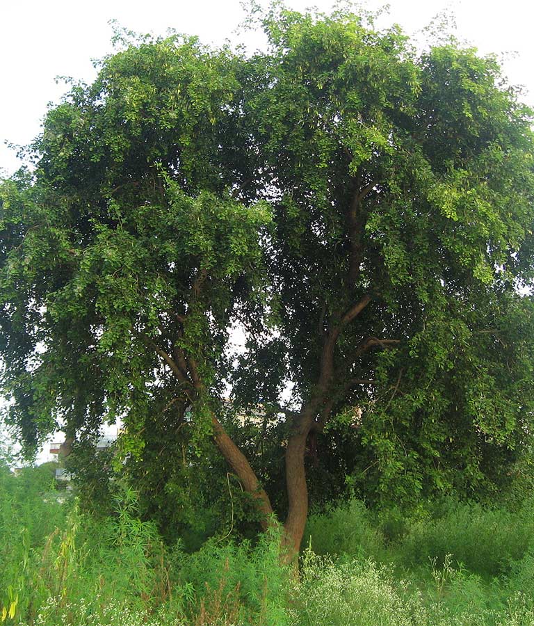 Sissoo Tree Evaluation